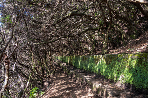 Levada Do Risco, PR6, from Rabacal Madeira, Portugal, Europe photo