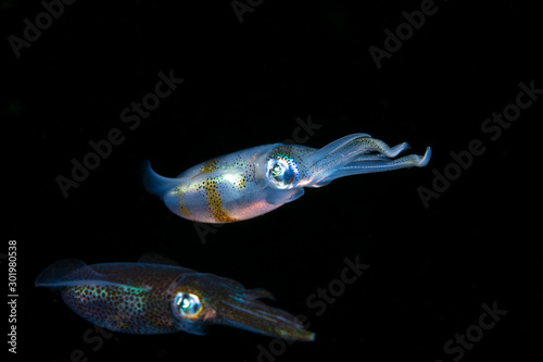 Sepioteuthis lessoniana - Bigfin reef squid. Night diving. Underwater world. Tulamben, Bali, Indonesia.