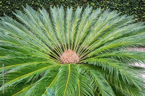 Tree fern in Monti palace gardens, Funchal, Madeira, Portugal, Europe