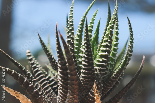 small zebra cactus ornamental plant for decoration in home
