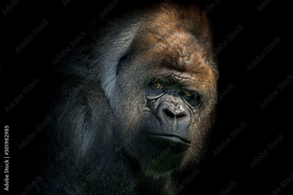 Portrait of a male gorilla in black background