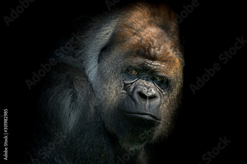 Portrait of a male gorilla in black background © Karin