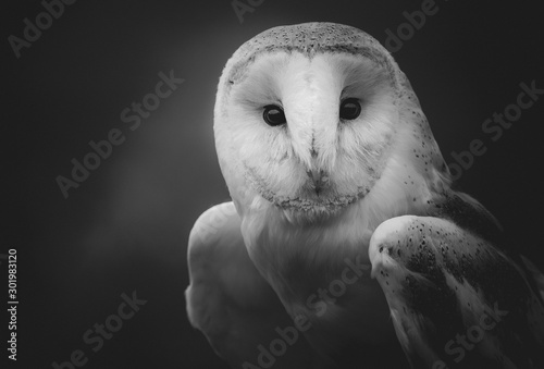 Church owl portrait in black and white