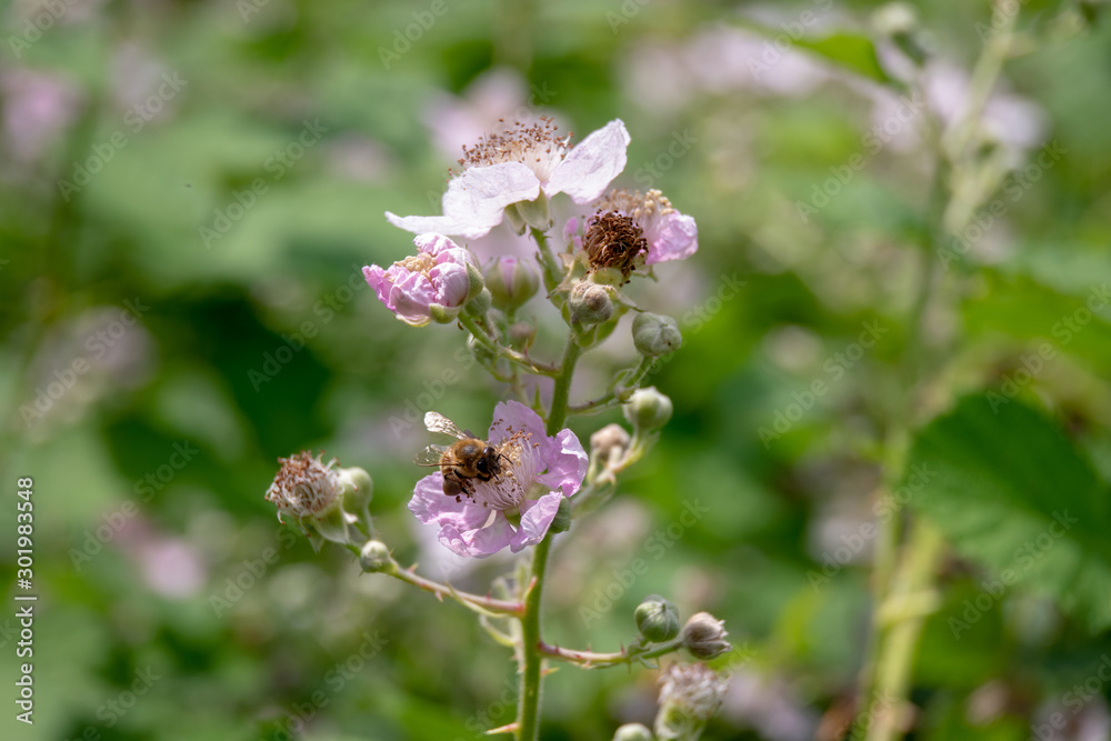 Brombeerblüte Brombeerblüte