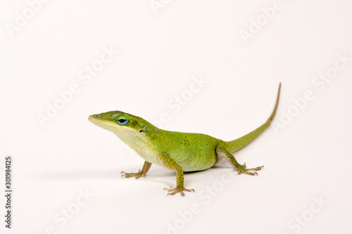 weiblicher Rotkehlanolis (Anolis carolinensis) - female Carolina anole photo