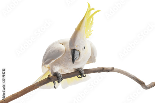 Sulphur-crested Cockatoo,  Cacatua galerita perched in front of a white background.