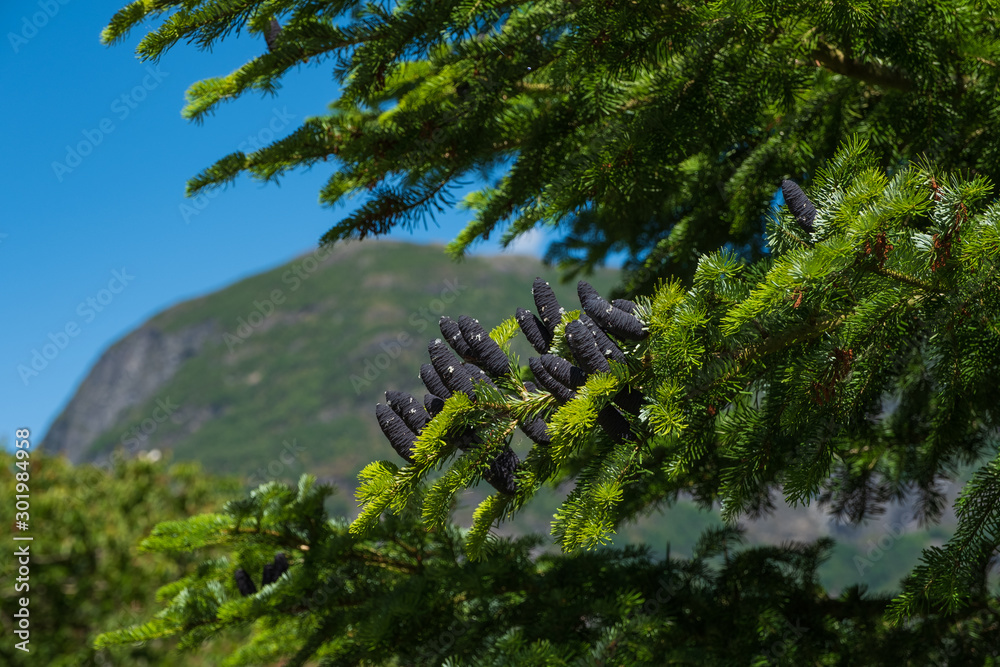 Cones on the tree. Undredal, Norway in sunny summer day. July 2019