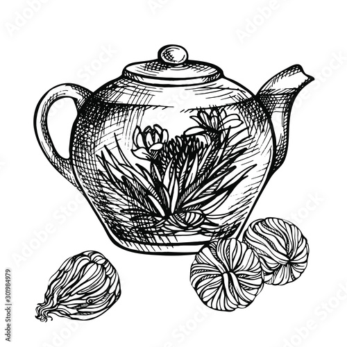 Blooming green tea with flowers in glass teapot, Hand drawn sketch of exotic tea