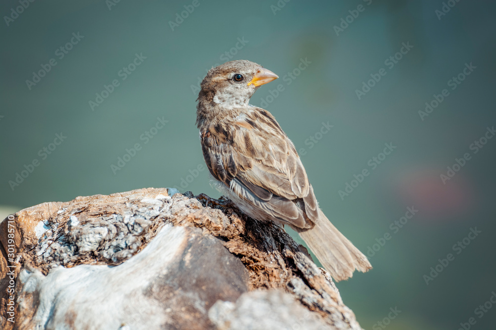Fototapeta premium House Sparrow (Passer domesticus domesticus) sitting on a stone