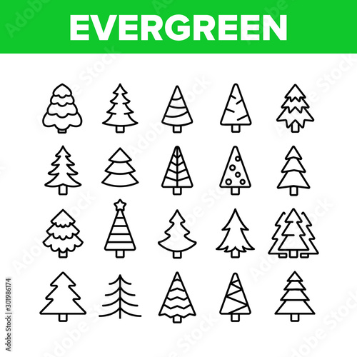 Evergreen Pine Tree Collection Icons Set Vector Thin Line. Evergreen Fir With Needles, Christmas Ornament Concept Linear Pictograms. Nature Forest And Woodland Monochrome Contour Illustrations