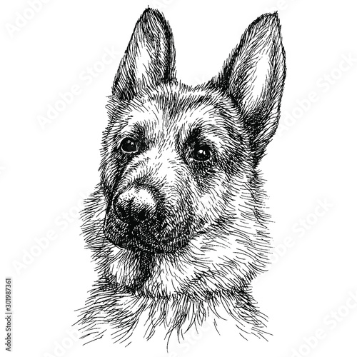 Sketch Portrait of a beautiful German Shepherd. German sheepdog head freehand drawing