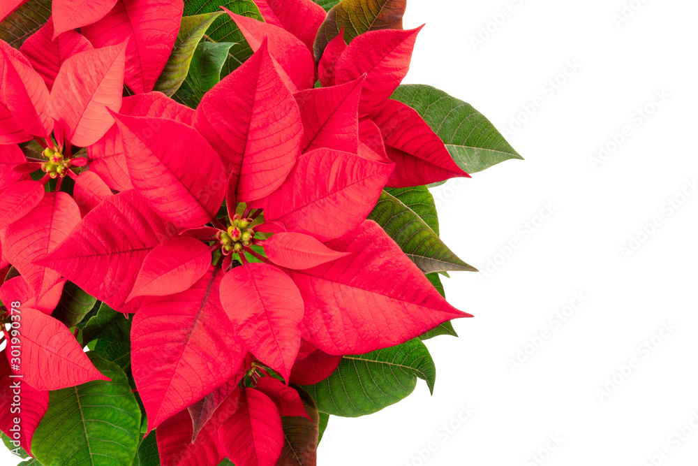 Poinsettia, Christmas flower, isolated on a white background, shot from the top with a place for text Poinsettia, Christmas flower, isolated on a white background, shot from the top with a place for text