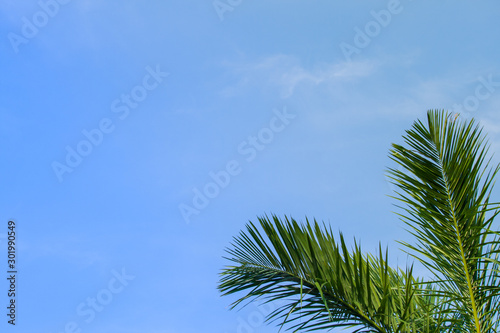palm leaf on blue sky background