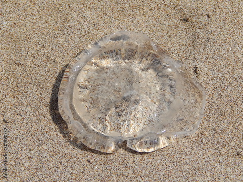 Медуза на песке