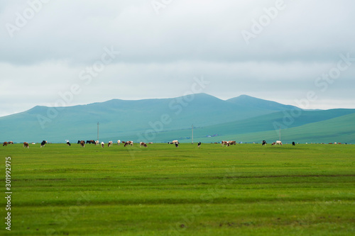 Autumn grassland scenery of hulunbuir, Inner Mongolia, China