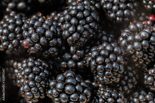 blackberry close-up. Juicy black berries of a blackberry. Black raspberries. selective focus