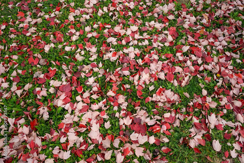 Layer of dead red maple tree leaves on green grass , autumn or fall natural background