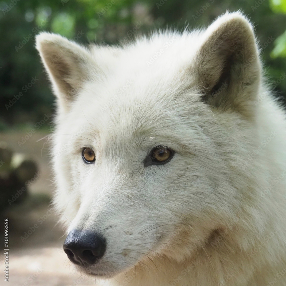Loup blanc. Canis lupus. Portrait.