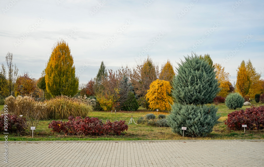 Naklejka premium Various species of trees and decorative shrubs specific to the temperate climate in autumn foliage at the botanical garden near Ploiesti , Romania