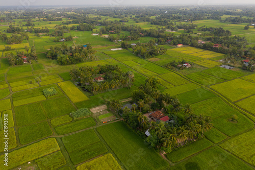 Obraz na plátně A ricefield in the Kampot in the south of Cambodia in Cambodia