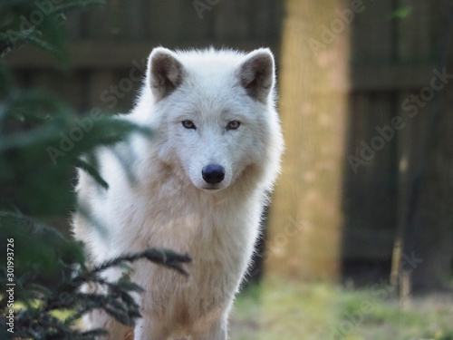 Loup blanc. Canis Lupus