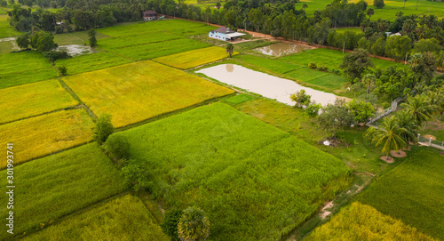 A ricefield in the Kampot in the south of Cambodia in Cambodia