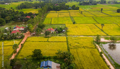 Photos A ricefield in the Kampot in the south of Cambodia in Cambodia
