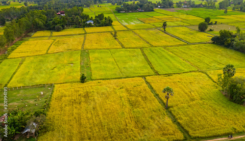 Obraz na plátně A ricefield in the Kampot in the south of Cambodia in Cambodia