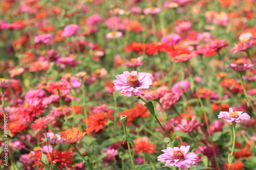 field of flowers