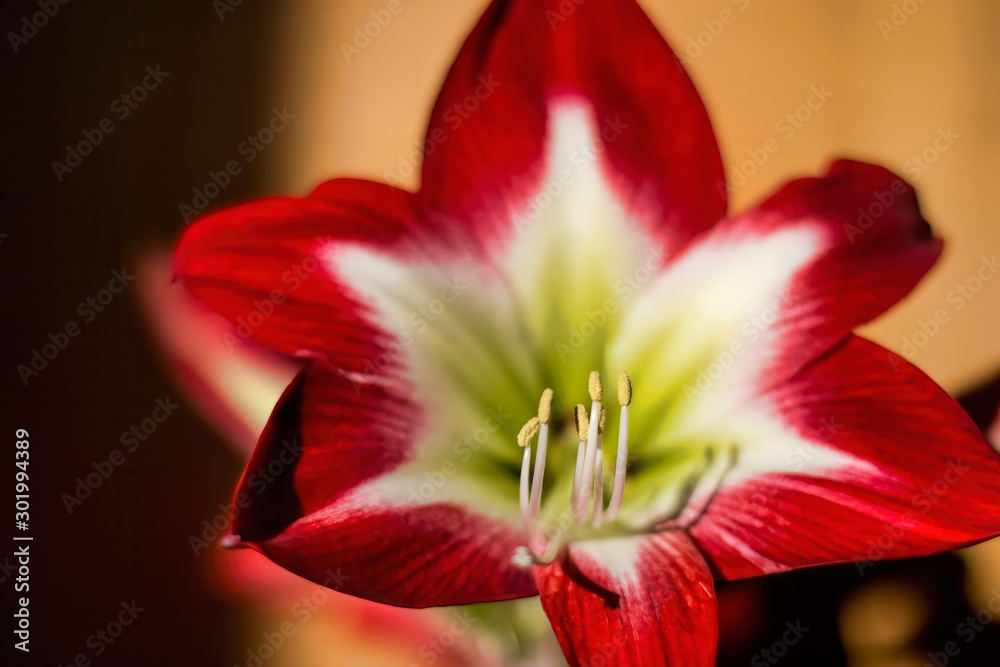 Red and White Holiday Amaryllis Red and White Holiday Amaryllis