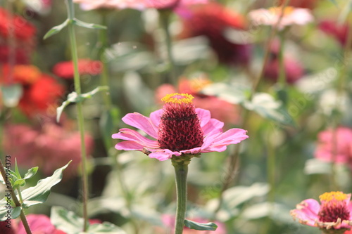 pink flower in the garden