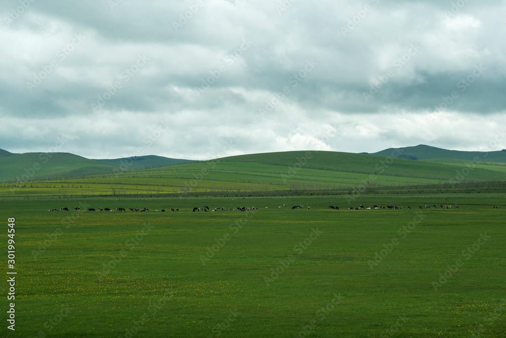 Autumn grassland scenery of hulunbuir, Inner Mongolia, China