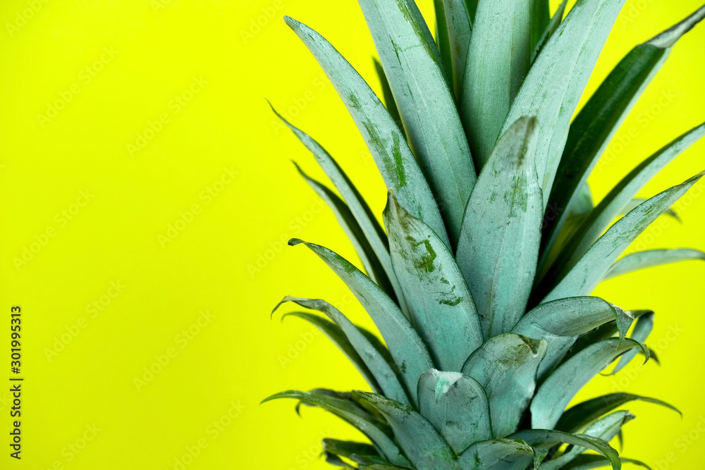 Fototapeta premium close up tropical pineapple leaves on a vibrant yellow background copy space, tropical summer background
