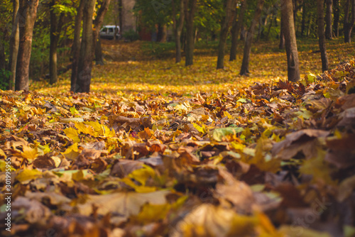 Autumn park landscape - blurred park trees and fallen dry autumn leaves in city park.