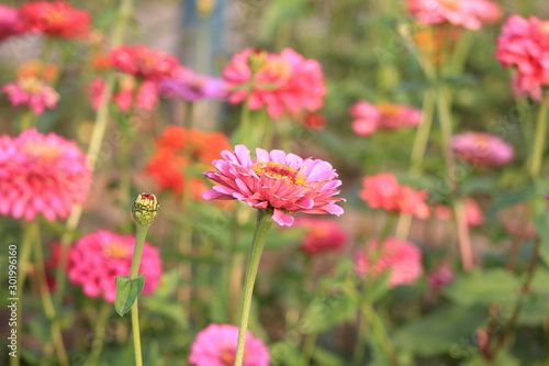 flowers in garden © 李志强