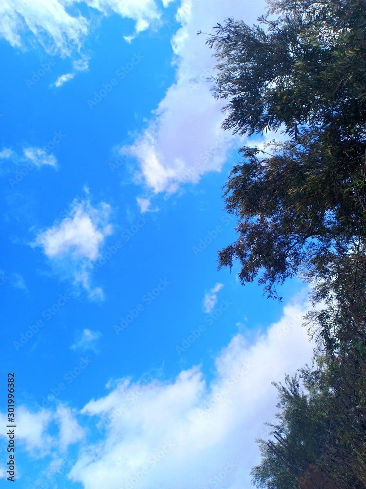 sky and clouds with olive branch sky and clouds with olive branch