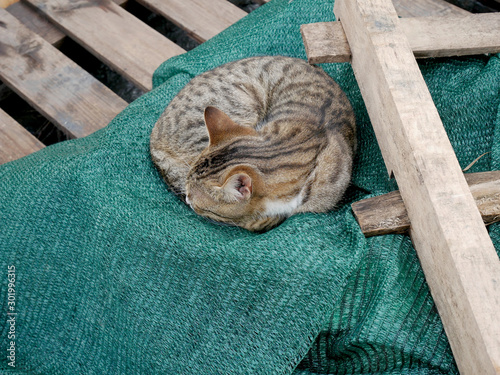 Un gatto dorme su un bancale di legno  photo
