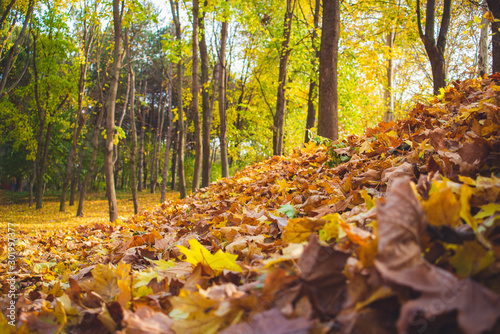 Autumn park landscape - blurred park trees and fallen dry autumn leaves in city park.