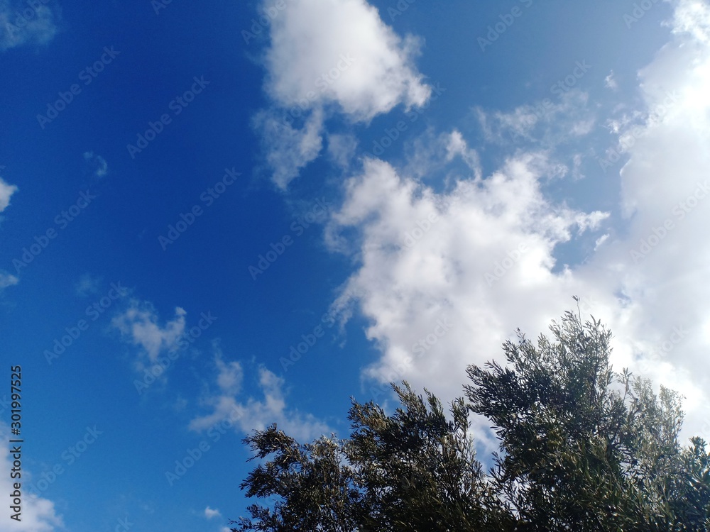 blue sky and clouds with a branch of olive tree