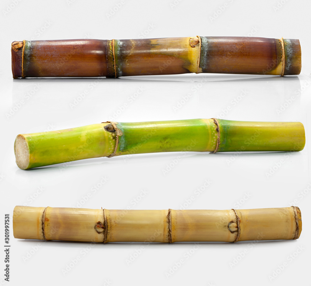 Fototapeta premium Sugar cane isolated on white background 