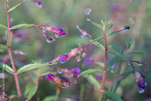 Close up small purple flowers (Limnophila geoffrayi Bonati) on blur background  photo