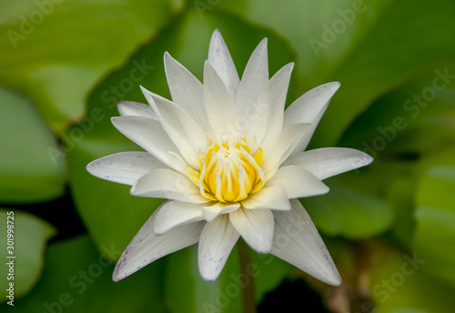 White lotus flower blooming in the pool