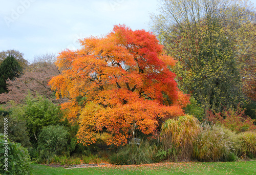 Obraz na płótnie beautiful tree in autumn with yellow orange and red leaves w salonie