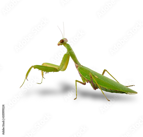 large green mantis on a white background looks at the camera