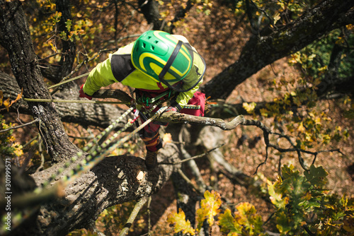Arborist man cutting a branches with chainsaw and throw on a ground. The worker with helmet working at height on the trees. Lumberjack working with chainsaw during a nice sunny day. 