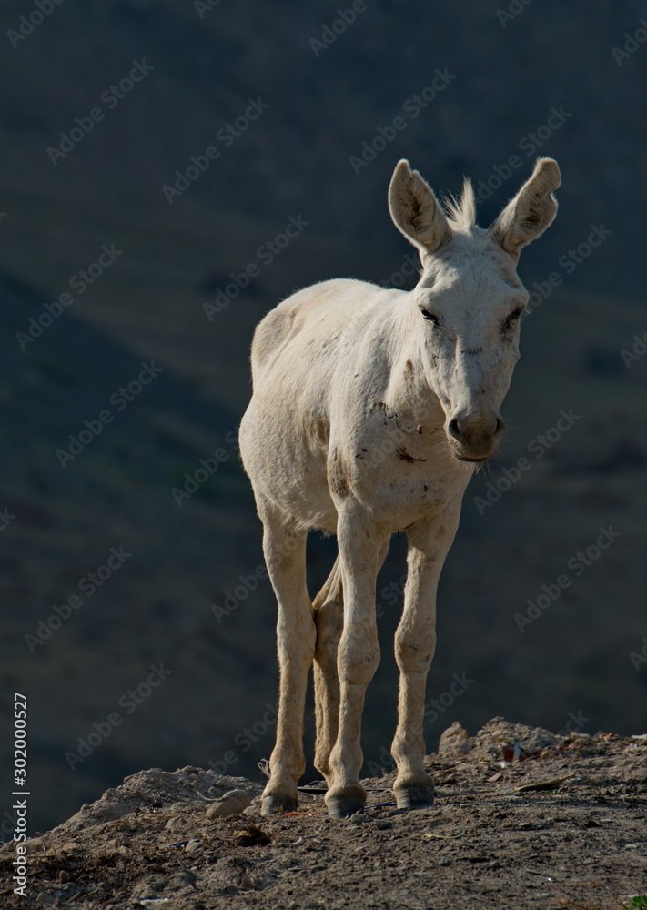 Tajikistan. The Pamir highway. The domestic donkey is a domesticated subspecies of the wild donkey widely distributed in the economy of many developing countries. Tajikistan. The Pamir highway. The domestic donkey is a domesticated subspecies of the wild donkey widely distributed in the economy of many developing countries.