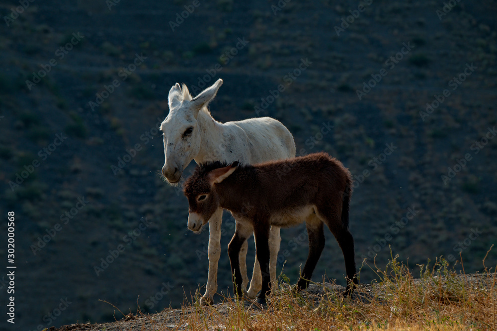 Tajikistan. The Pamir highway. The domestic donkey is a domesticated subspecies of the wild donkey widely distributed in the economy of many developing countries. Tajikistan. The Pamir highway. The domestic donkey is a domesticated subspecies of the wild donkey widely distributed in the economy of many developing countries.