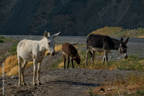 Tajikistan. The Pamir highway. The domestic donkey is a domesticated subspecies of the wild donkey widely distributed in the economy of many developing countries.