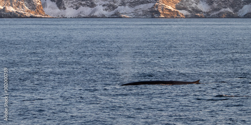 Humpback Whale in the Fjord