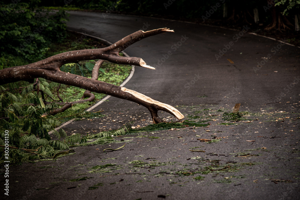 Falling tree debris block road in forest after rain storm.